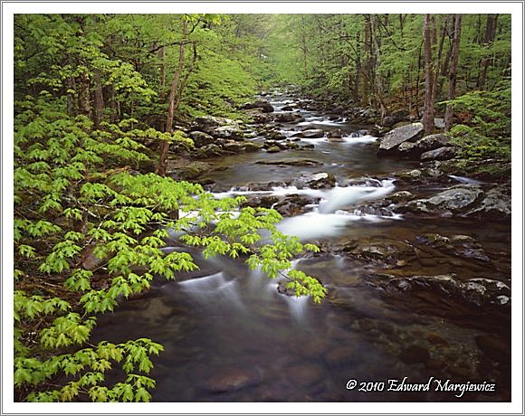 450660  A view of Big Creek in early spring and in the rain, GSMNP